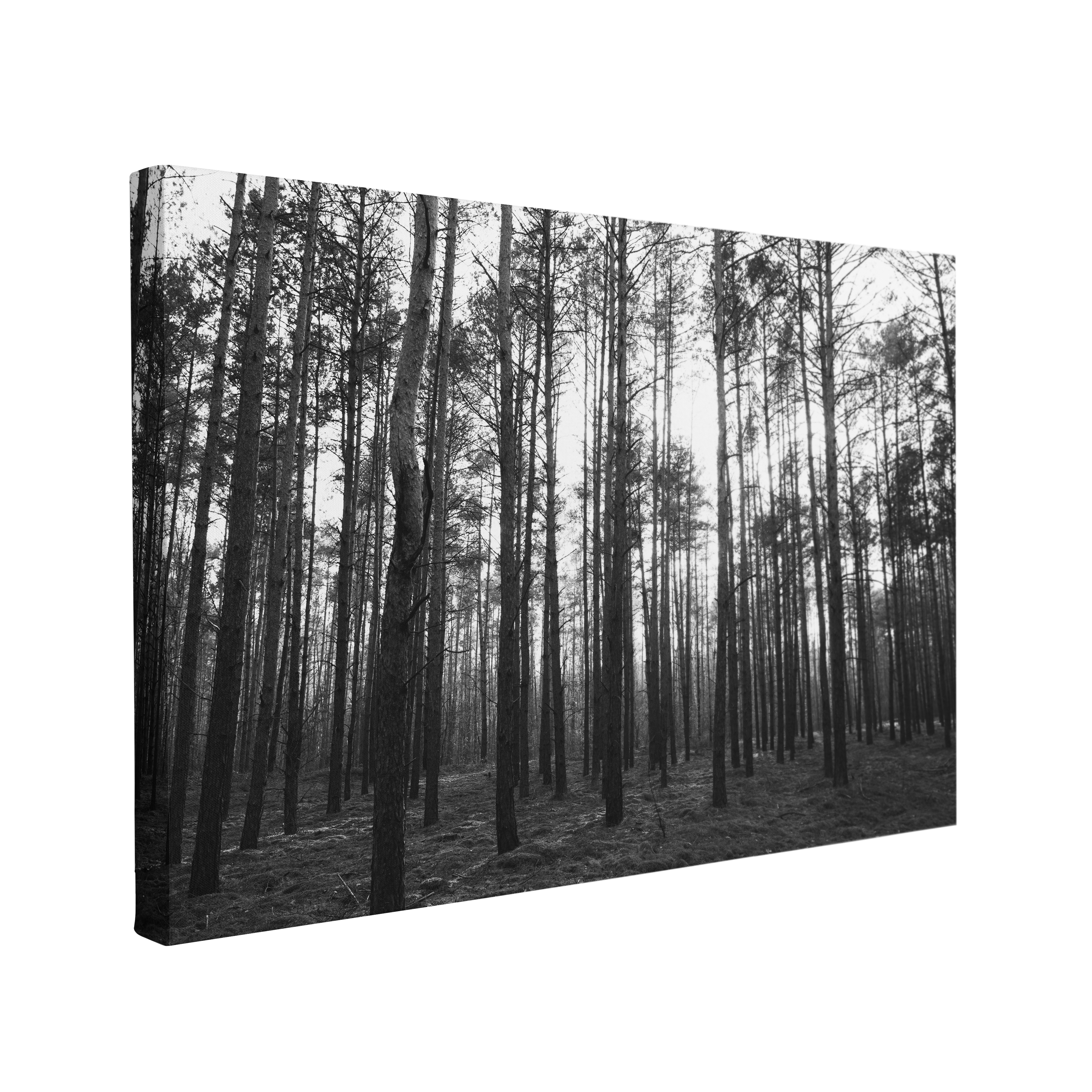 Black and White Pine Forest Photography - Canvas Print Wall Art Décor Whelhung