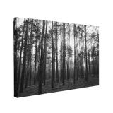 Black and White Pine Forest Photography - Canvas Print Wall Art Décor Whelhung
