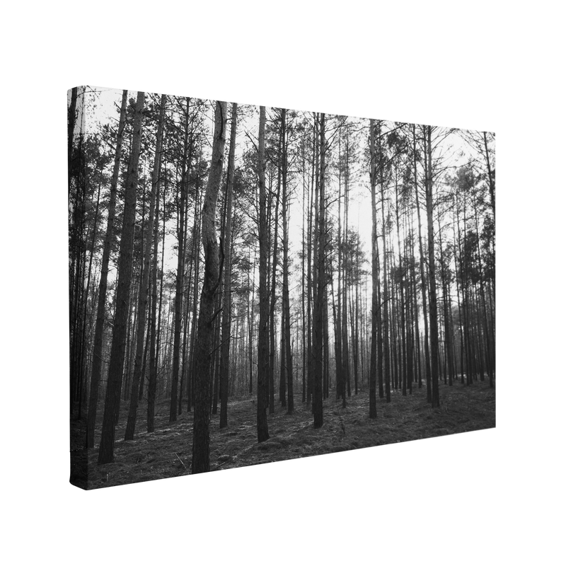 Black and White Pine Forest Photography - Canvas Print Wall Art Décor Whelhung