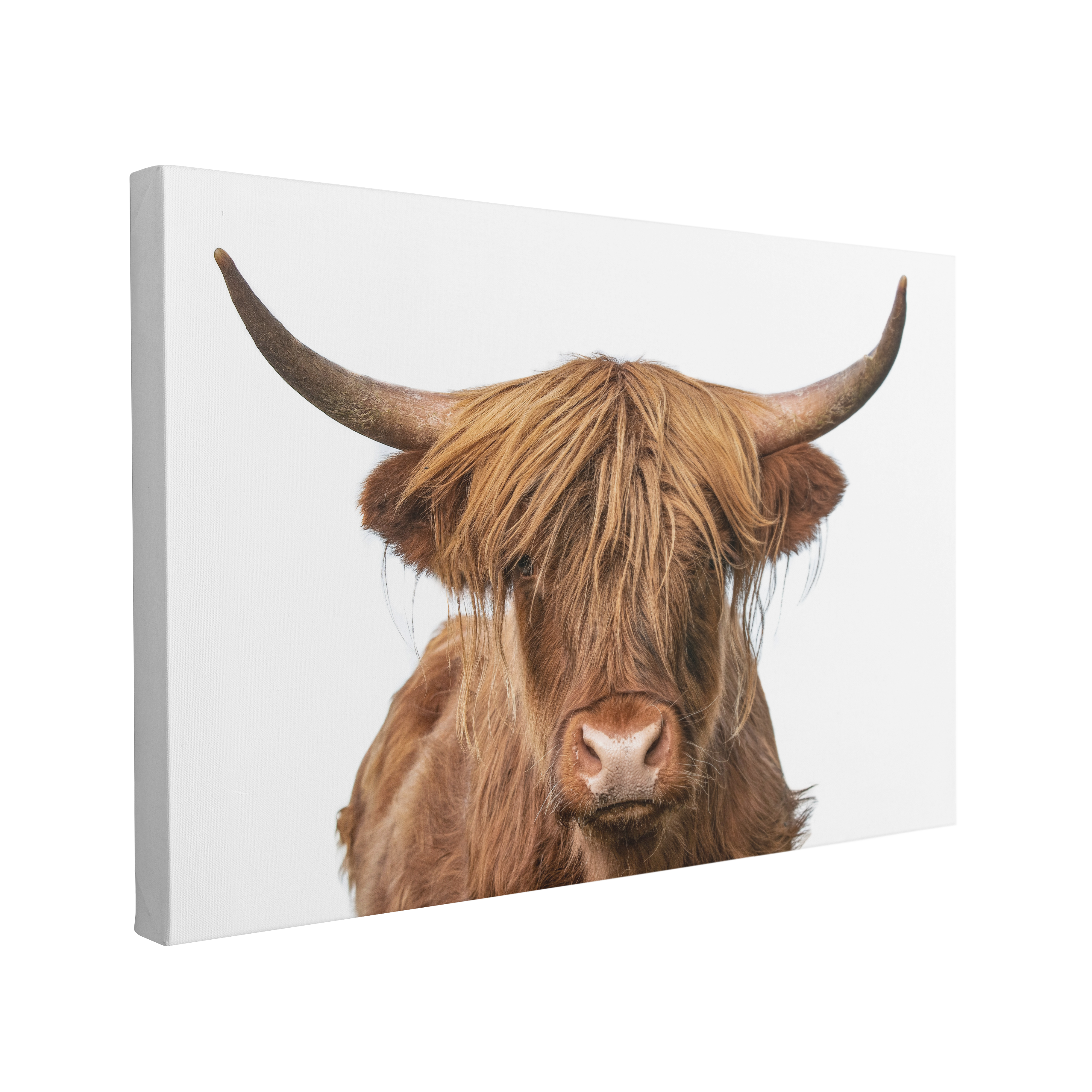 Highland Cow Photography - Canvas Print Wall Art Décor Whelhung