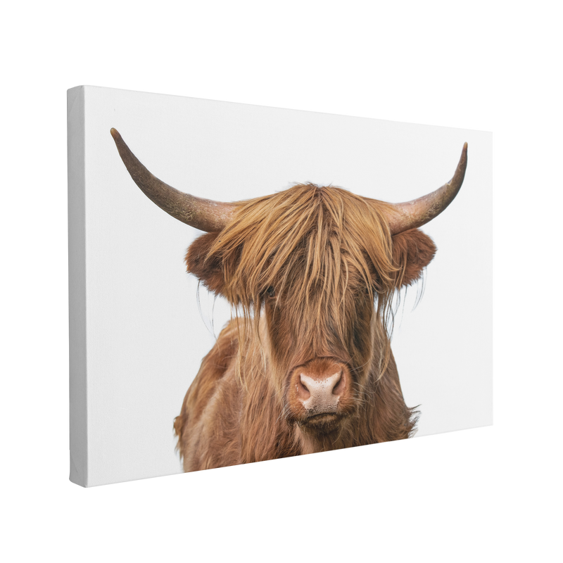Highland Cow Photography - Canvas Print Wall Art Décor Whelhung