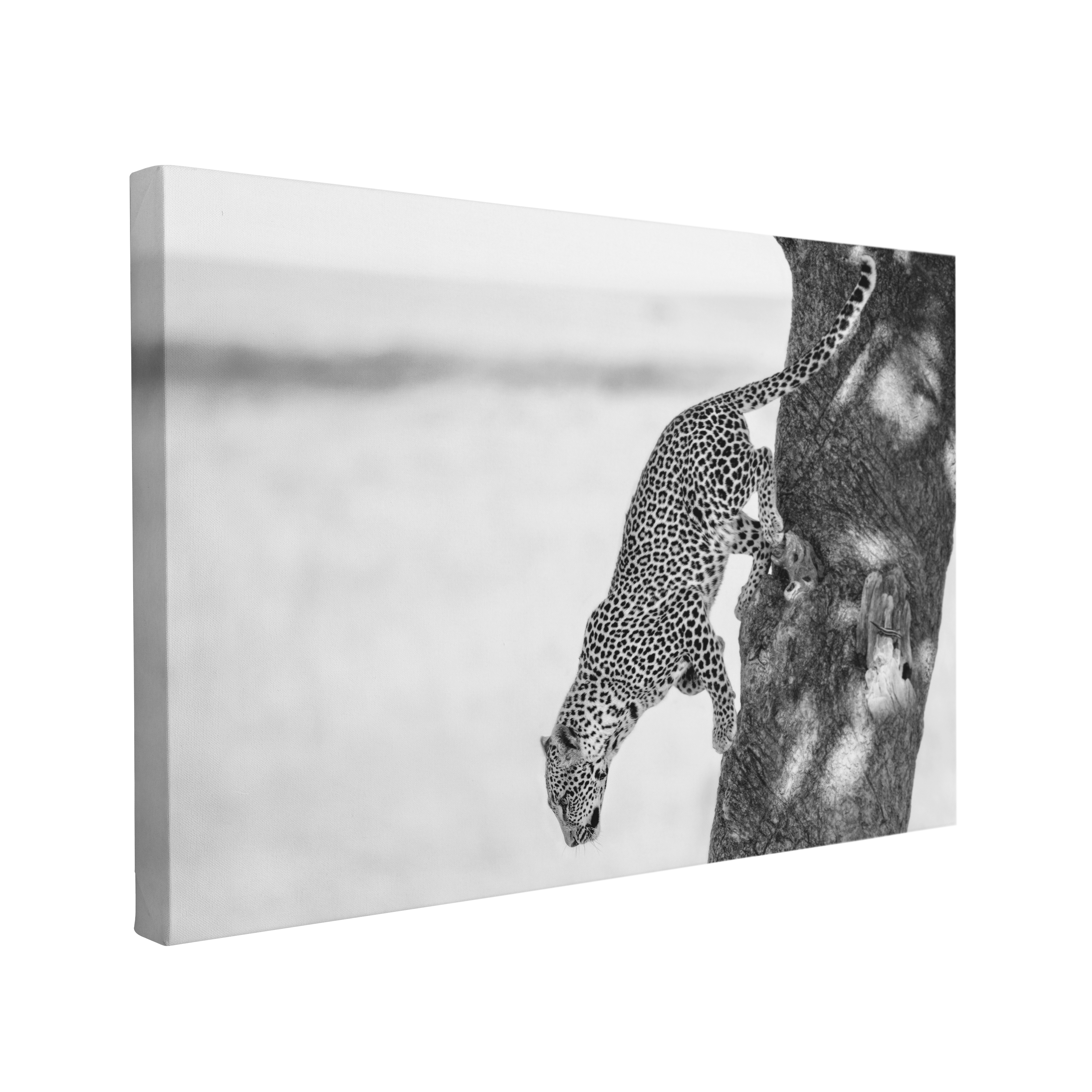 Black and White Leopard Photography - Canvas Print Wall Art Décor Whelhung