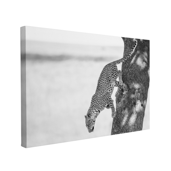 Black and White Leopard Photography - Canvas Print Wall Art Décor Whelhung