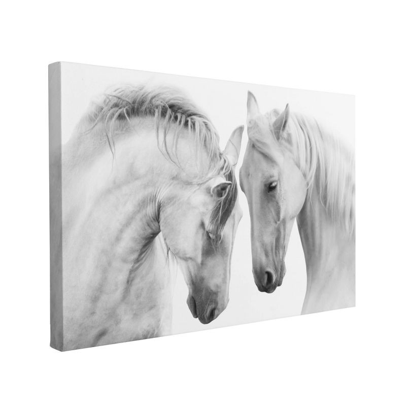 Two White Horses Photography - Canvas Print Wall Art Décor Whelhung