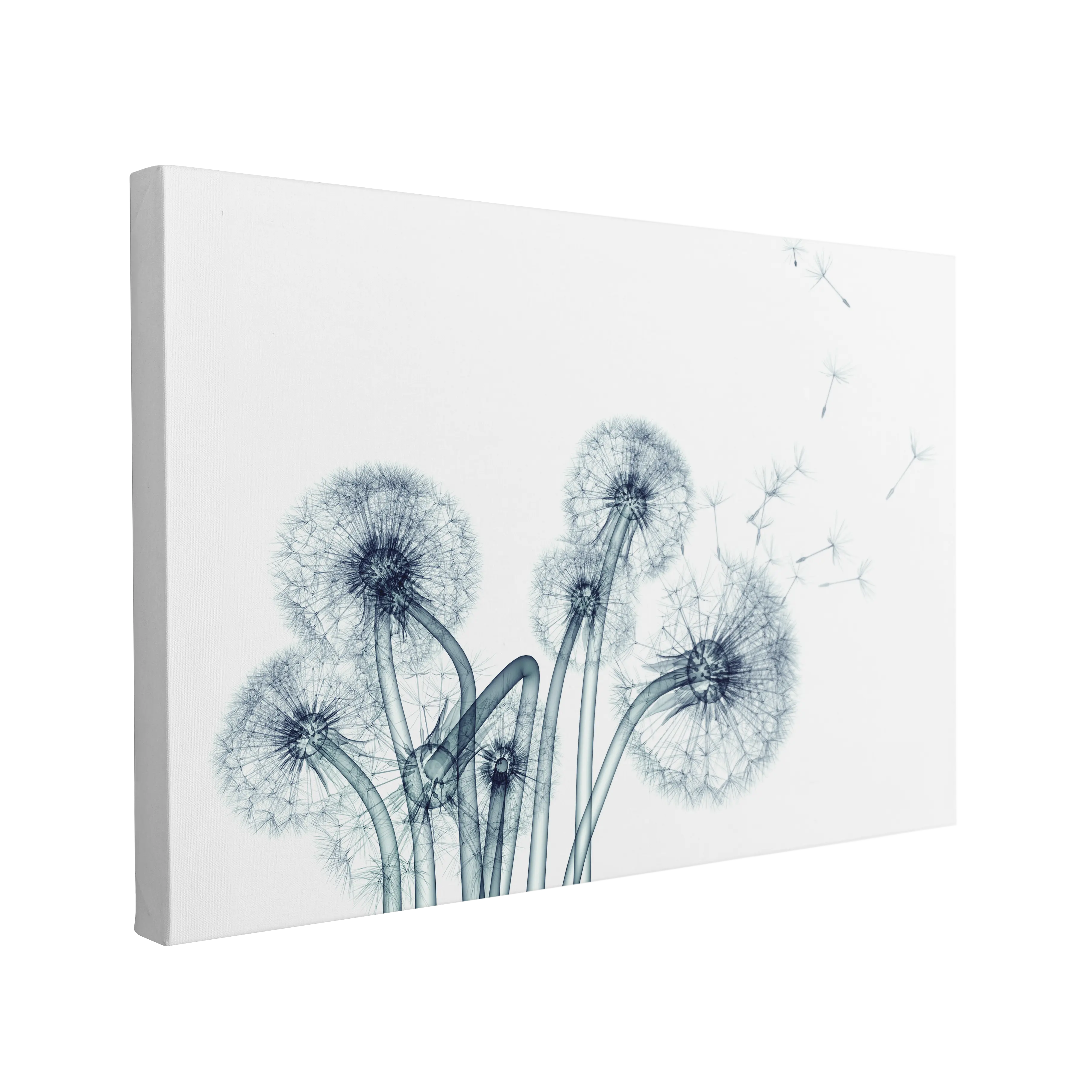 Xray Taraxacum Dandelion - Canvas Print Wall Art Décor Whelhung