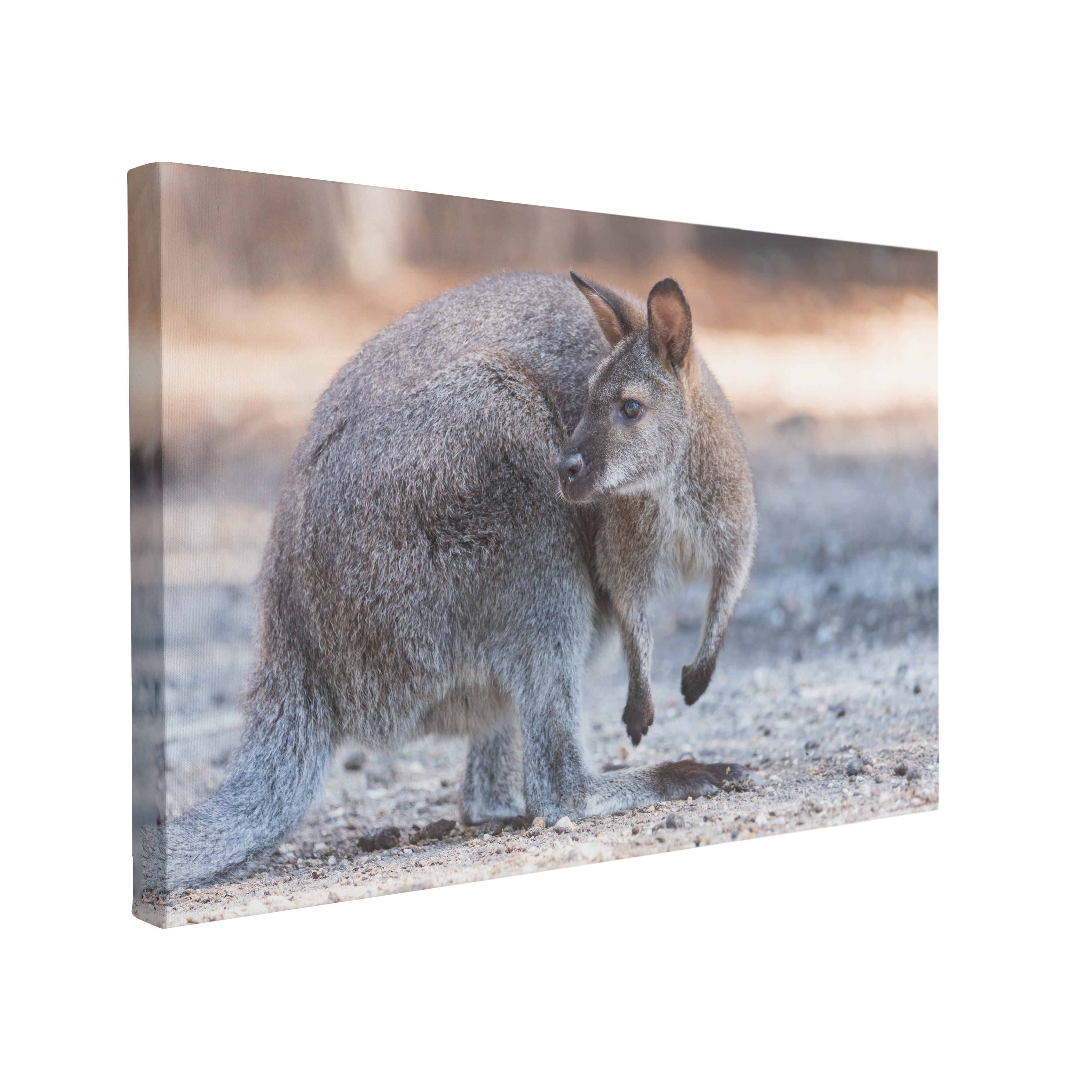 Australian Wallaby Photography - Canvas Print Wall Art Décor Whelhung