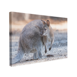 Australian Wallaby Photography - Canvas Print Wall Art Décor Whelhung