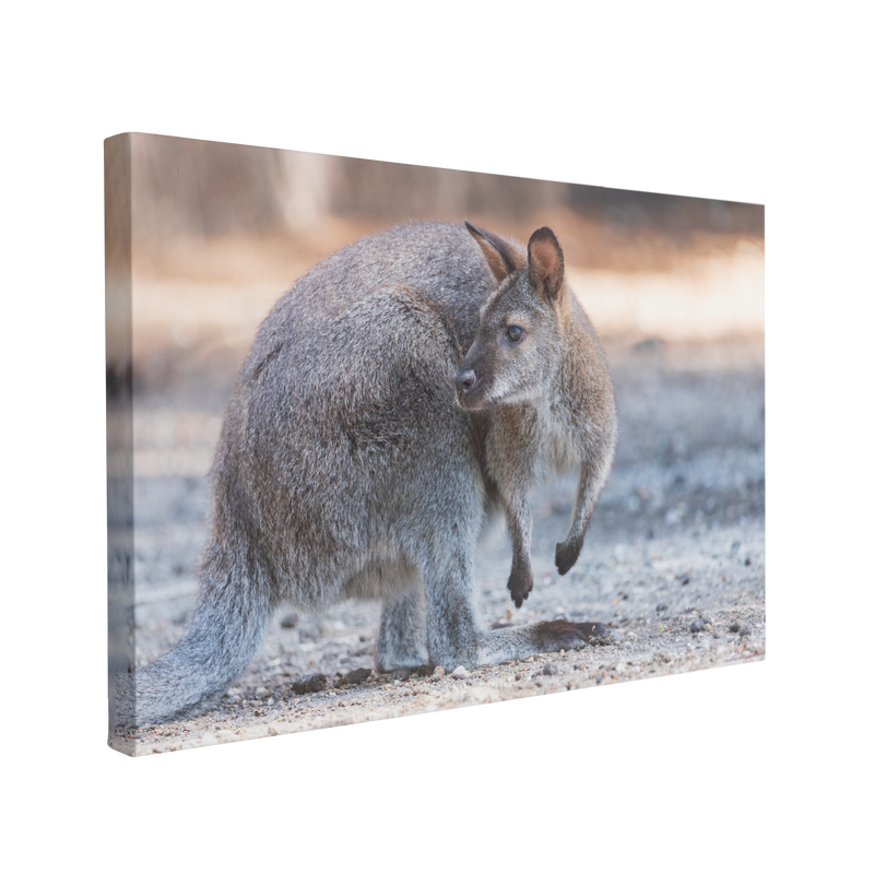 Australian Wallaby Photography - Canvas Print Wall Art Décor Whelhung